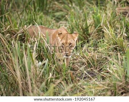 African lioness walk  in long grass of swamp area of Masai Mara National reserve, Kenya, Eastern  Africa