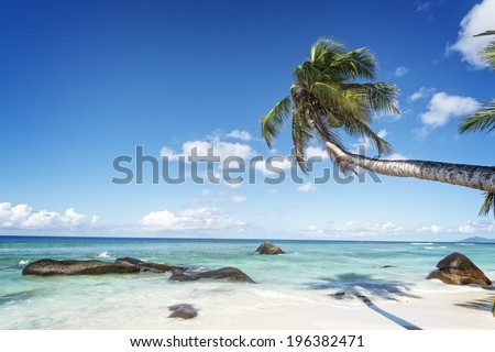 swaying palm tree on the white sand tropical beach of Silhouette island, Seychelles, Africa