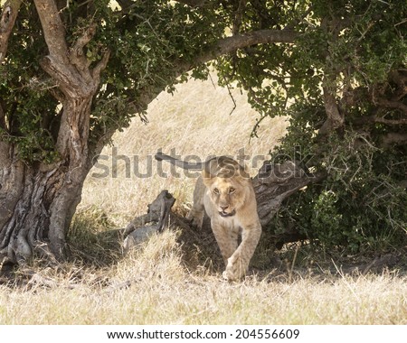 Juvenile african lion enjoying shadow under tree, Masai Mara National Reserve, Kenya, Africa