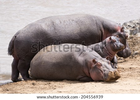 Herd of hippo (Hippopotamus amphibius kiboko) out of water, Mara river, Masai Mara  National Park, Kenya