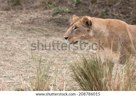 African lioness hunting , Masai Mara National Reserve, kenya