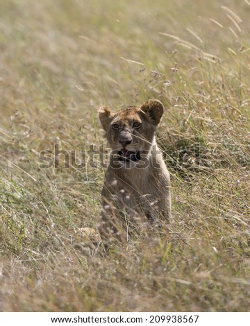 Young African lions sitting in tail grasses, Masai Mara National reserve, kenya, Africa