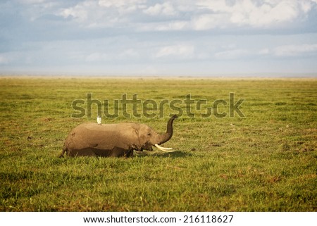 African elephant, female, enjoying succulent feed  in swamp area Amboseli National park, Kenya
