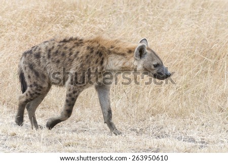 Spotted Hyena (Crocuta crocuta) - walks along country road. Masai Mara Conservancy, Kenya, Africa