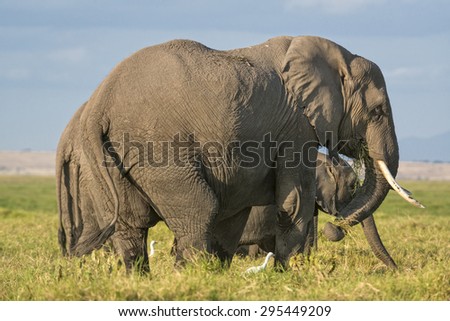 Herd of African bush elephants  (Loxodonta africana) feeding in fields of Amboseli, Kenya