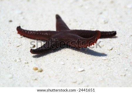 Large-scaled picture of red starfish thrown out of sea by  storm
