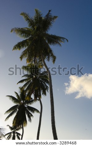 Row of coco palm trees, Seychelles, Coco de Or beach