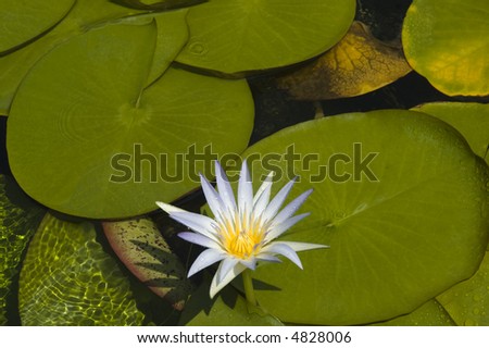 Nymphaea caerulea also known as Egyptian blue lily or sacred blue lily