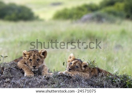 Handsome little lion cubs  resting on the top of termite mound in the savannah of Maasai Mara Natural reserve, Kenya, Africa