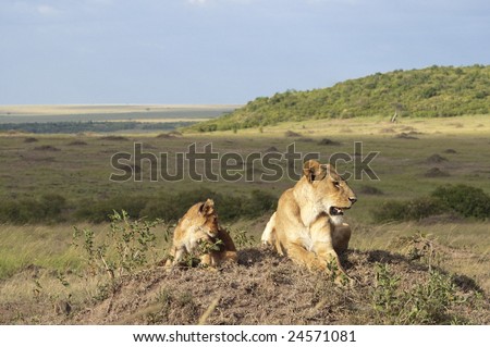 Lioness with  three month old cub resting on top of termite mound in  Masai Mara National Park, Kenya