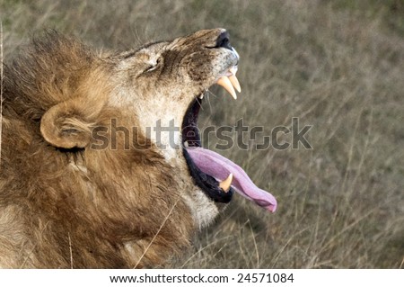 Mature male lion (Panthera leo nubica) yawning with relish and roar loudly showing his sharp teeth  as well as  long tongue, headshot