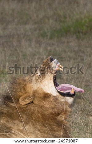 Mature male lion (Panthera leo nubica) yawning with it\'s tongue out showing his sharp teeth , headshot