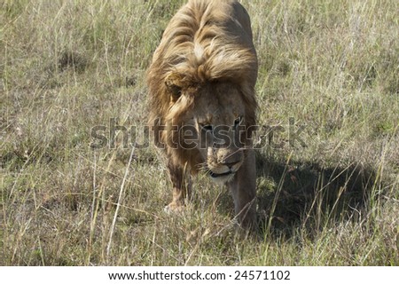 Mature male lion (Pathera leo nubica) on the move in the open space .