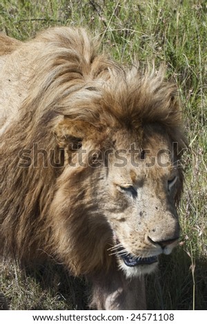 Mature male lion (Pathera leo) on move through the long grasses of the African savanna.   Masai Mara  National Reserve in Kenya.