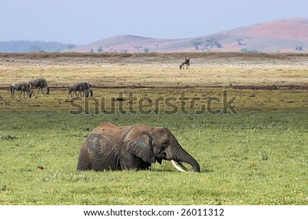 African elephant feeding in swamp