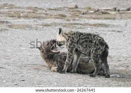 spotted hyena pup