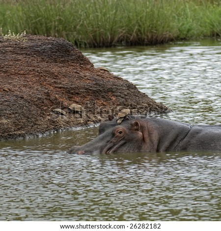 turtle rests  on hippopotamus head  in safety while he is enjoying fresh water lake in Masai Mara National Reserve, Kenya