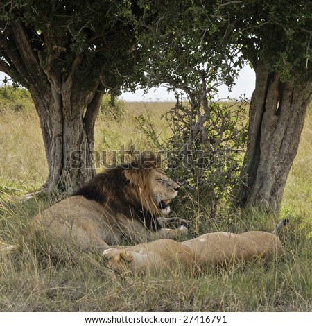 African lions pride (Panthera Leo) enjoying shadow under trees  in Masaio Mara National Park, Kenya, East Africa