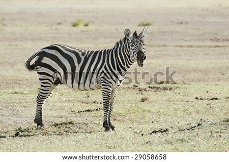 Common Zebra walk in savannah short grass ,  Amboseli National Reserve, Kenya, East Africa