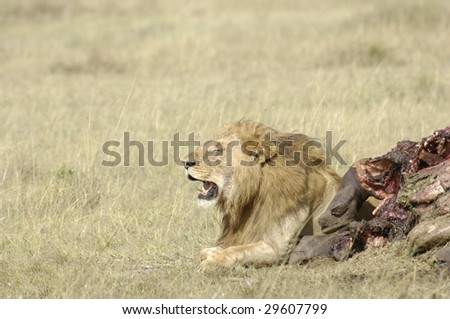 Male  adult African lion  (Panthera Leo) yawning while laying along hippo carcass at   Masai  Mara National Park, Kenya, East Africa
