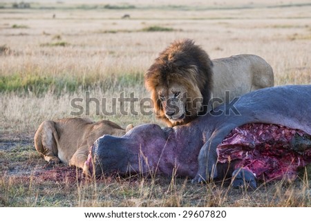Lion and lioness  (Panthera Leo) feeding on their kill ,   Masai  Mara National Park, Kenya, East Africa
