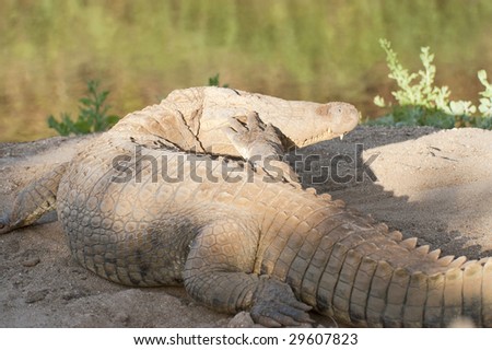 Large crocodile scratching his head while basking in sunshine on the bank of african  river, Kenya