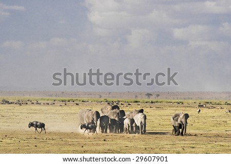Wildebeests crossing the road before approaching herd of elephants  , Kenya