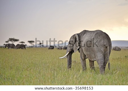 Two African elephants walk out bushes while feeding by grass , Masai Mara  National Reserve, Kenya