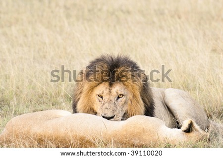 Wakeful african lion stare before him while lioness sleeping