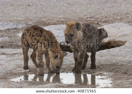 puppy hyena