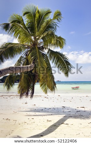 Palm hang over sand at  wonderful  Cote de Or beach on Praslin island, the second largest island of the Seychelles archipelago