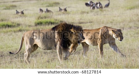 Mature pride leader lion with full developed mane and lioness  (Panthera Leo) walking in short grass  , Masai Mara, Kenya