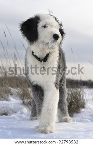 Puppy of Old English Sheepdog in snowy field
