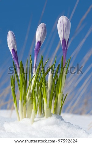 Pickwick  crocuses emerging from under snow cover in the garden, early spring