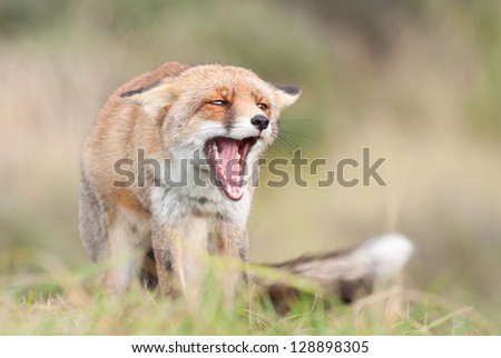 Fox communication with other fox