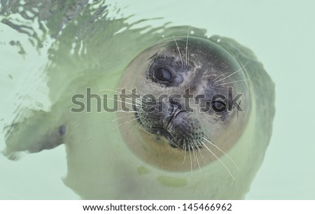 Baby seal in water at a animal safety home