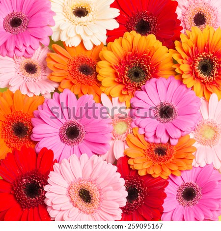 All kind of colors gerbera daisies seen from above