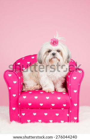 Shih tzu dog sitting om a pink chair whith pink background and a pink bow