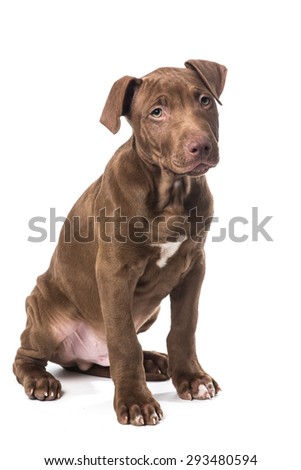 Cute looking brown pit-bull puppy sitting isolated at a white background