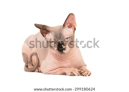 Grumpy sphinx cat lying down at isolated white background