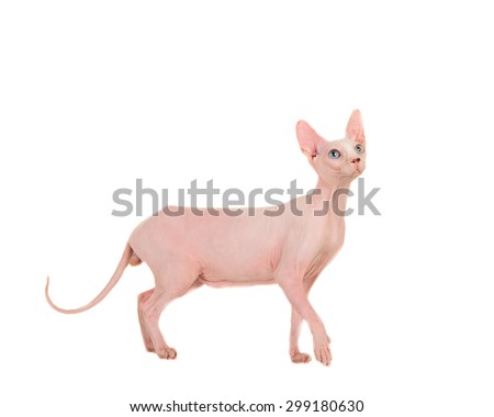 Pretty sphinx cat standing and looking up isolated on a white background