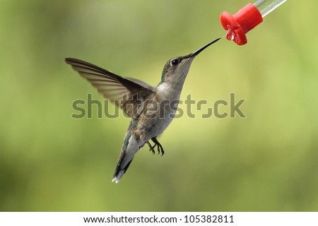 Female ruby throated Hummingbird feeding.