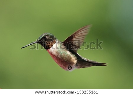 Male Ruby Throated Hummingbird hovering near my feeder in Missouri.
