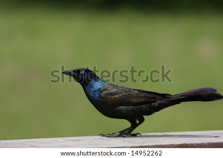 common grackle female. stock photo : A Common Grackle