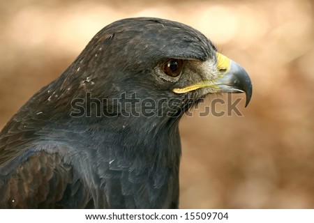 A Golden Eagle staring intensely into the distance.