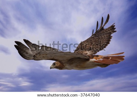 Red Tailed Hawk soaring through the sky in search of prey.