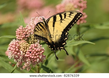 Eastern Tiger Swallowtail  feeding from a Milkweed plant In Missouri.