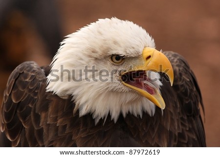 Photo of a screaming eagle taken at the World Bird Sanctuary in Missouri.