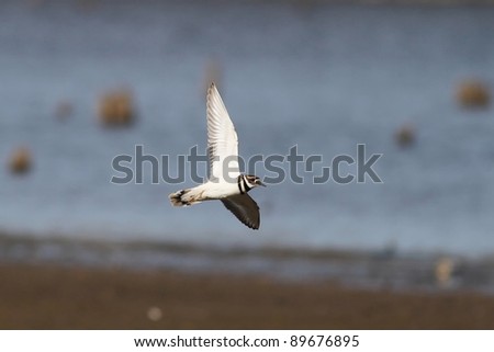 A very rare capture of a Killdeer in flight over a lake in Missouri.
