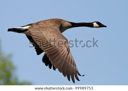Canada Goose flying over a lake in Missouri.